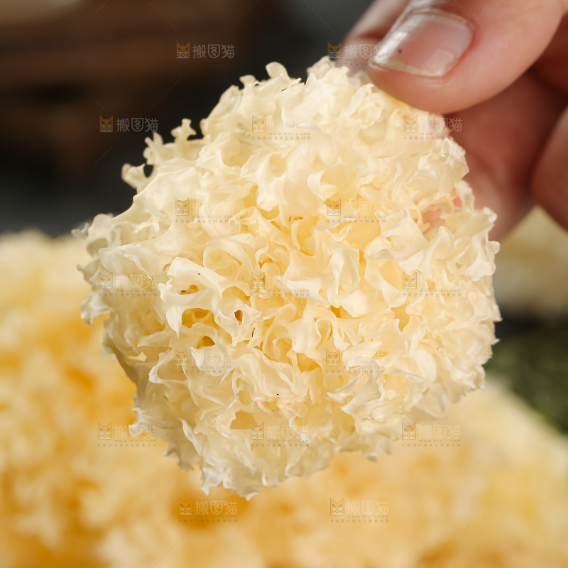 小银耳
