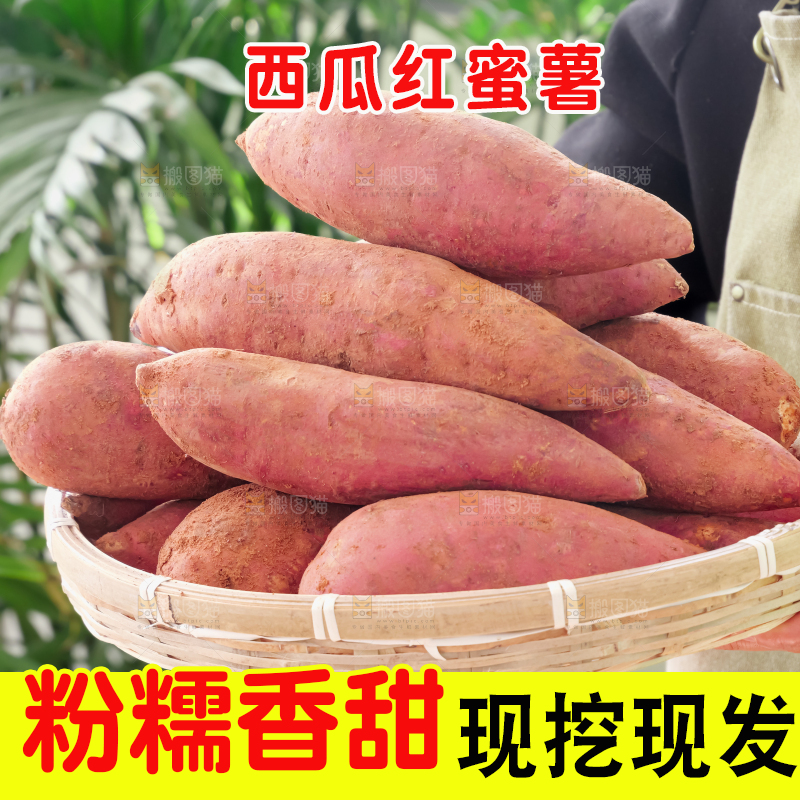西瓜红蜜薯
