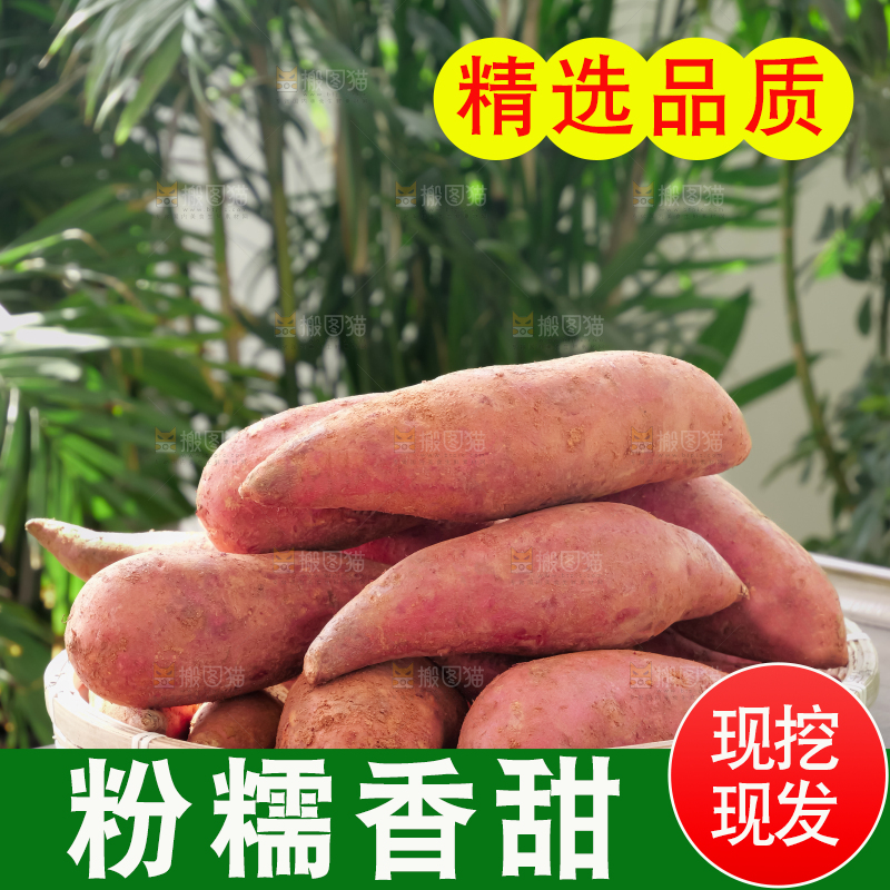 西瓜红蜜薯