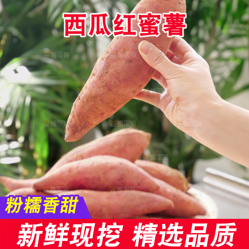 西瓜红蜜薯