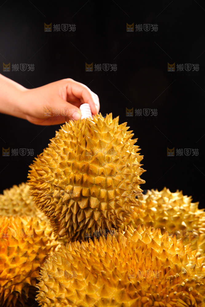 金枕榴莲