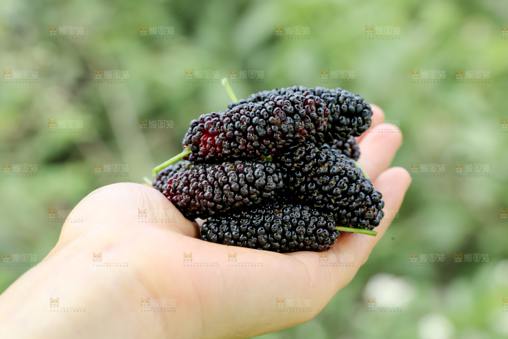 桑葚
