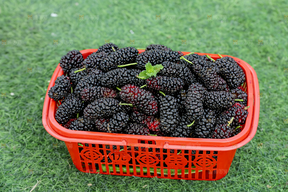 桑葚