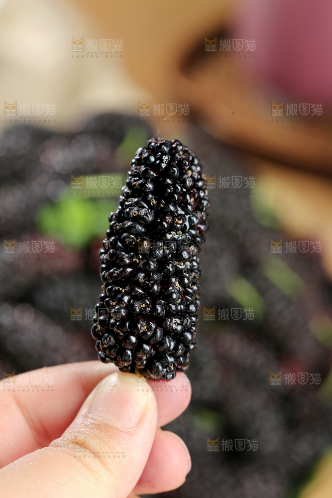 桑葚