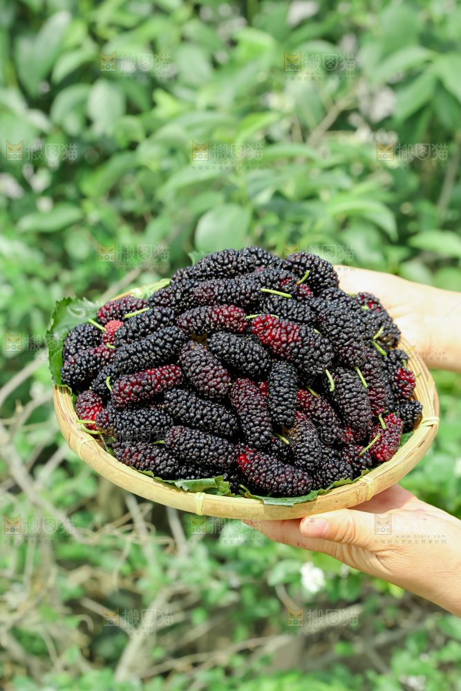 桑葚
