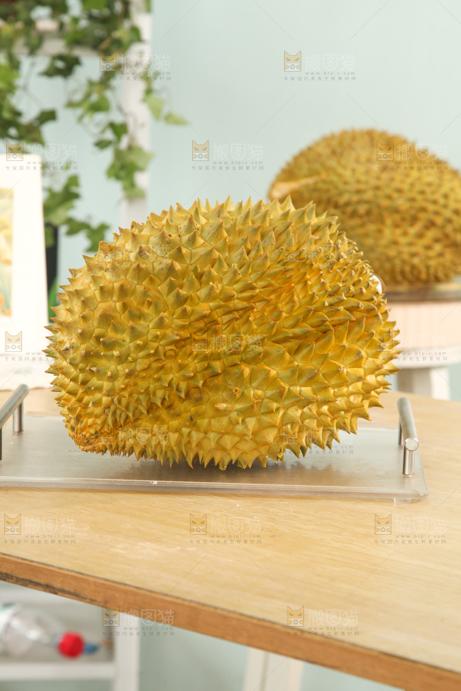 金枕榴莲