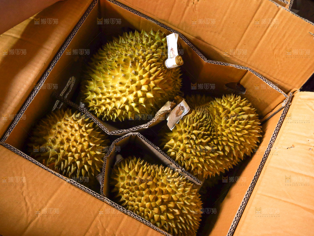 金枕榴莲