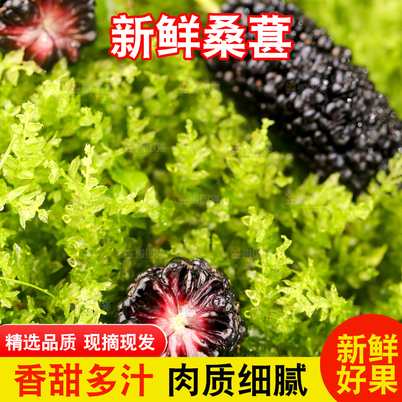 桑葚
