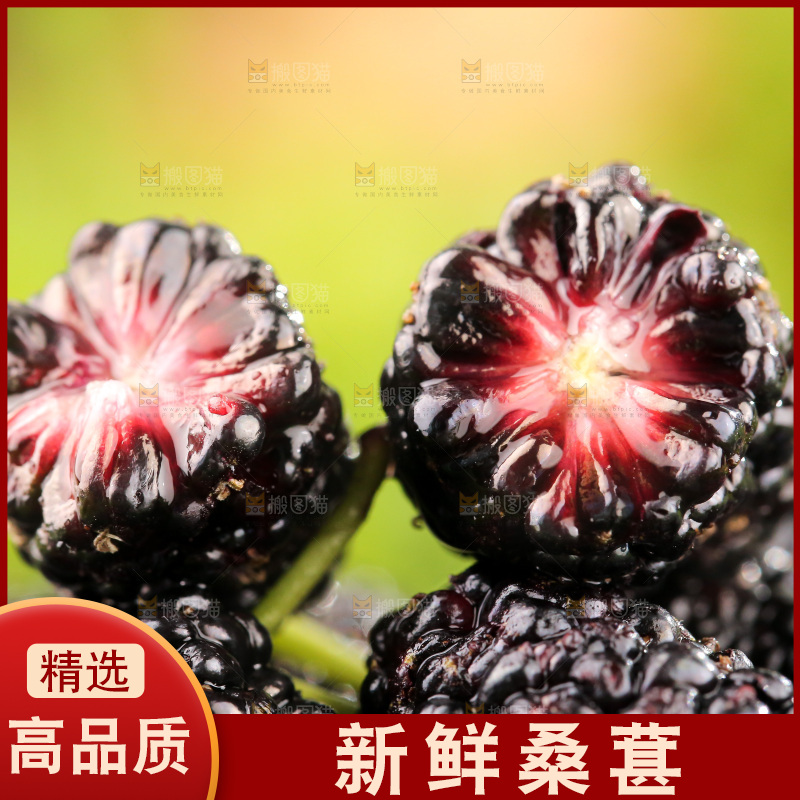 桑葚