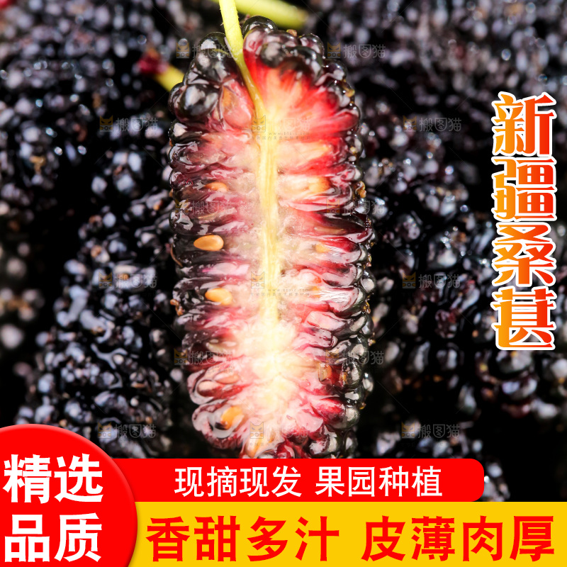 桑葚