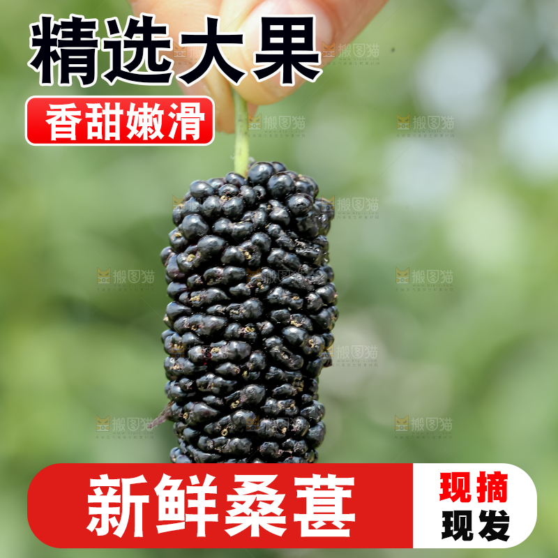 桑葚