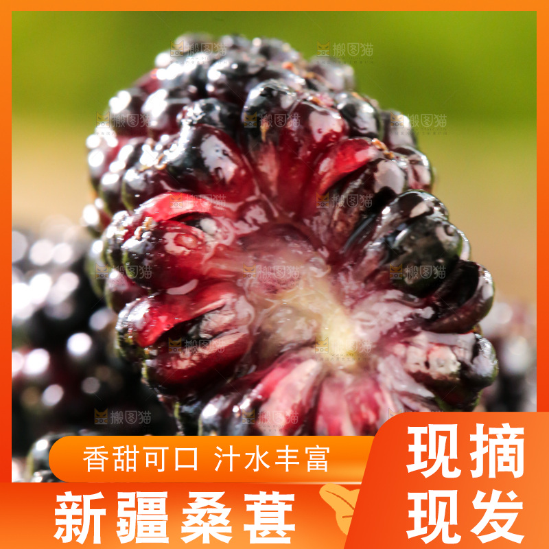 桑葚