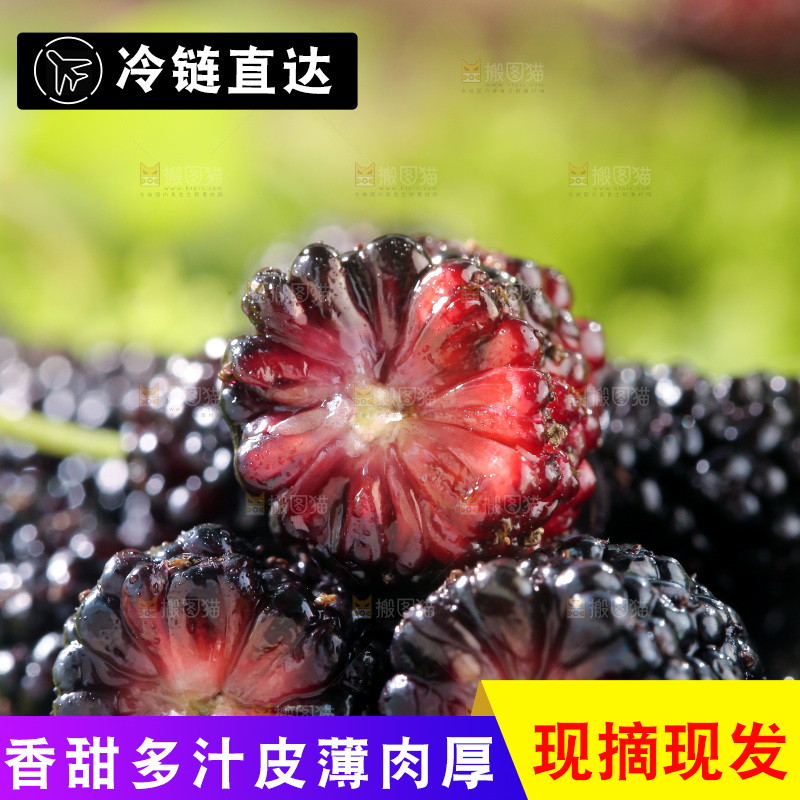 桑葚