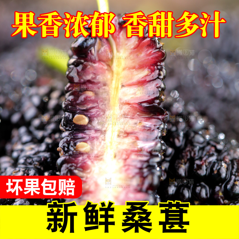 桑葚