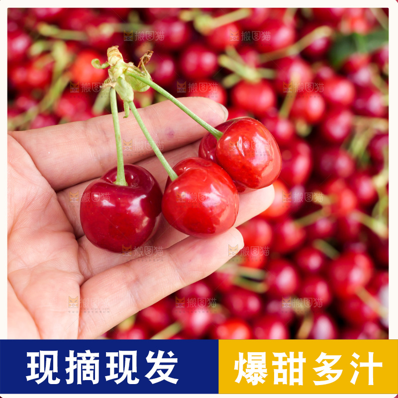樱桃