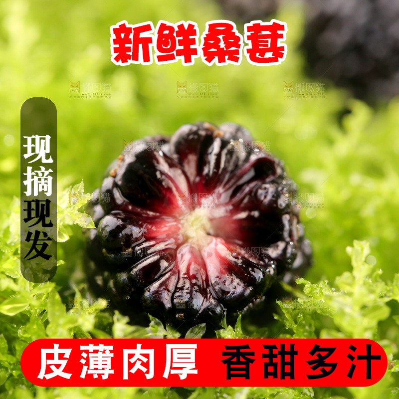 桑葚