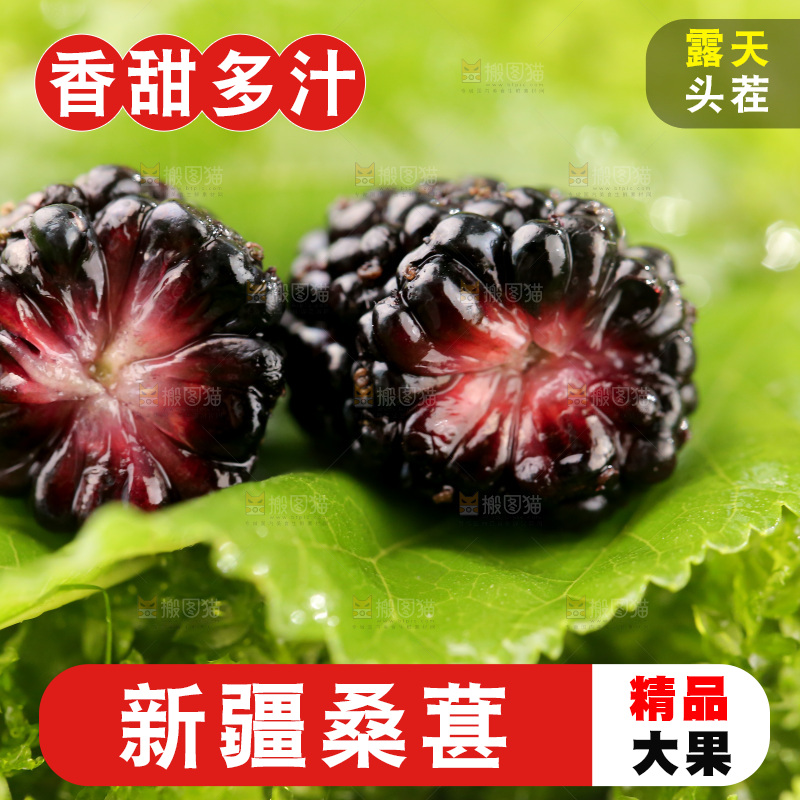 桑葚