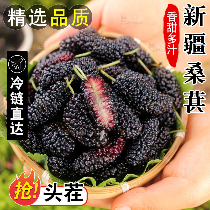 桑葚