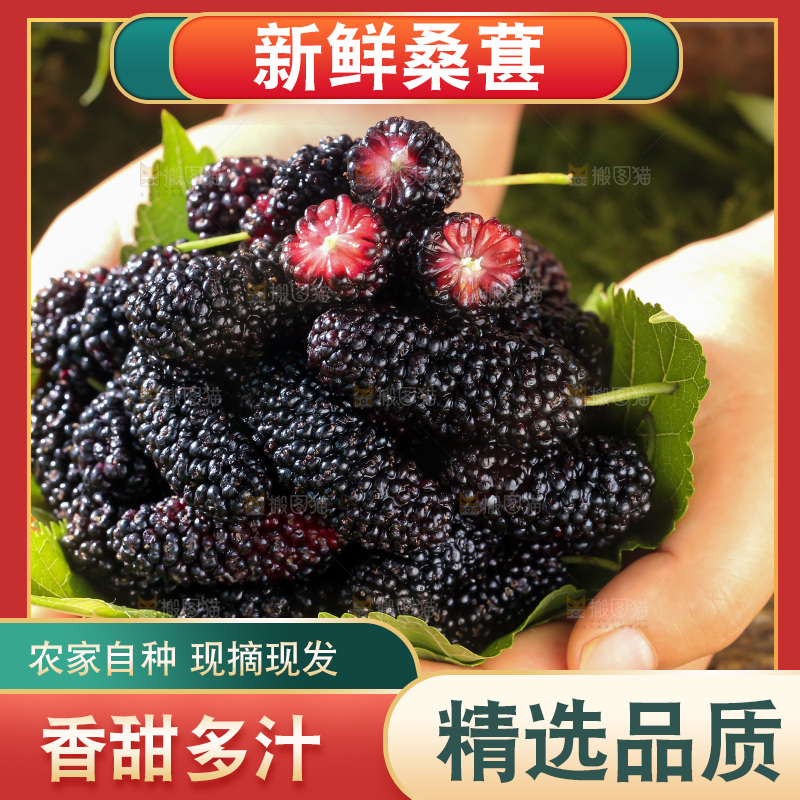桑葚