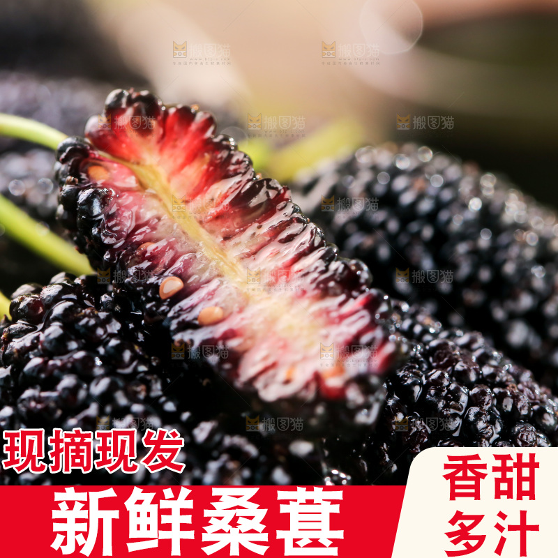 桑葚