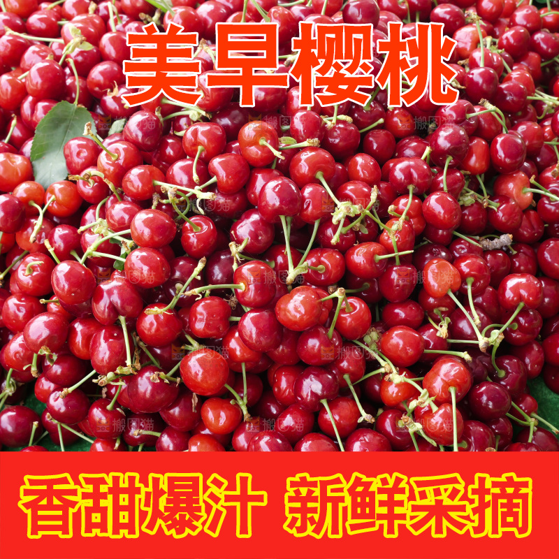 樱桃