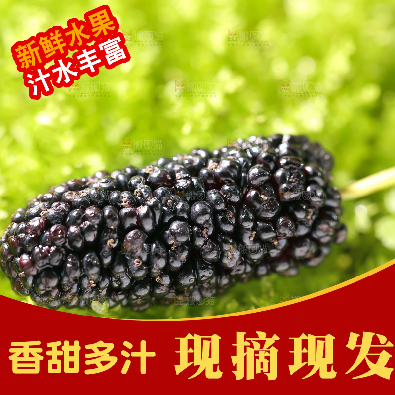 桑葚