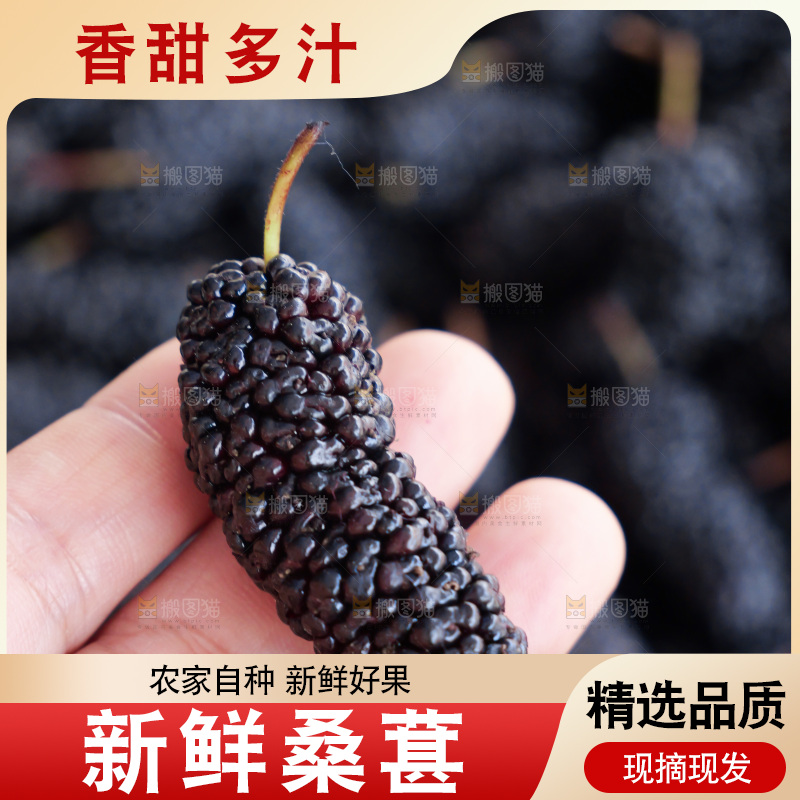 桑葚