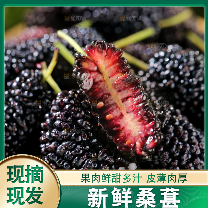 桑葚