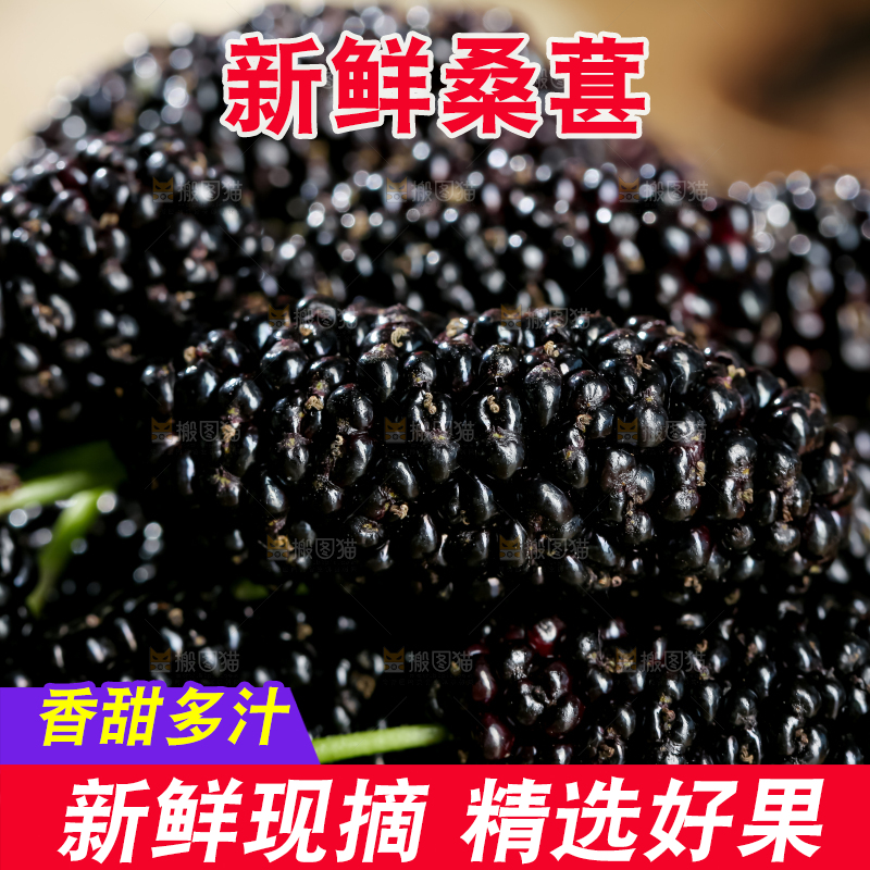 桑葚