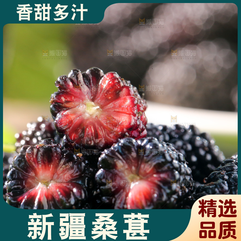 桑葚