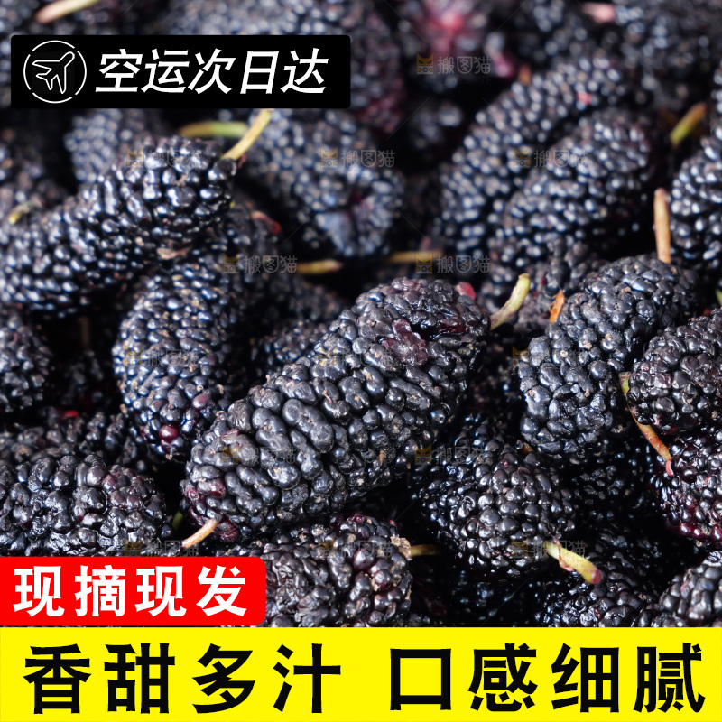 桑葚