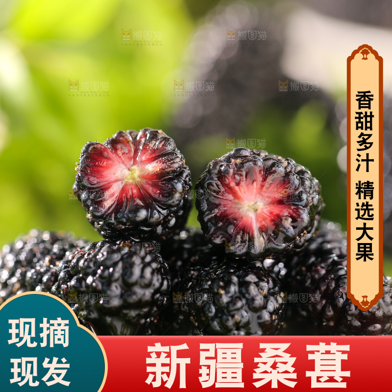 桑葚