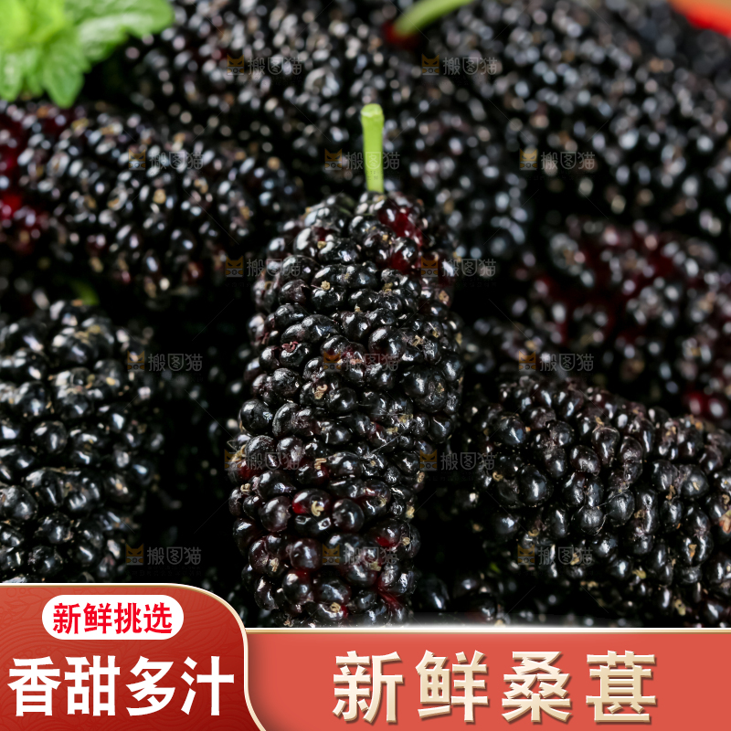 桑葚