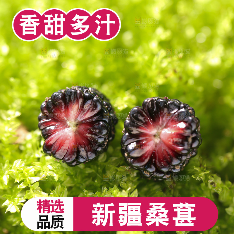 桑葚