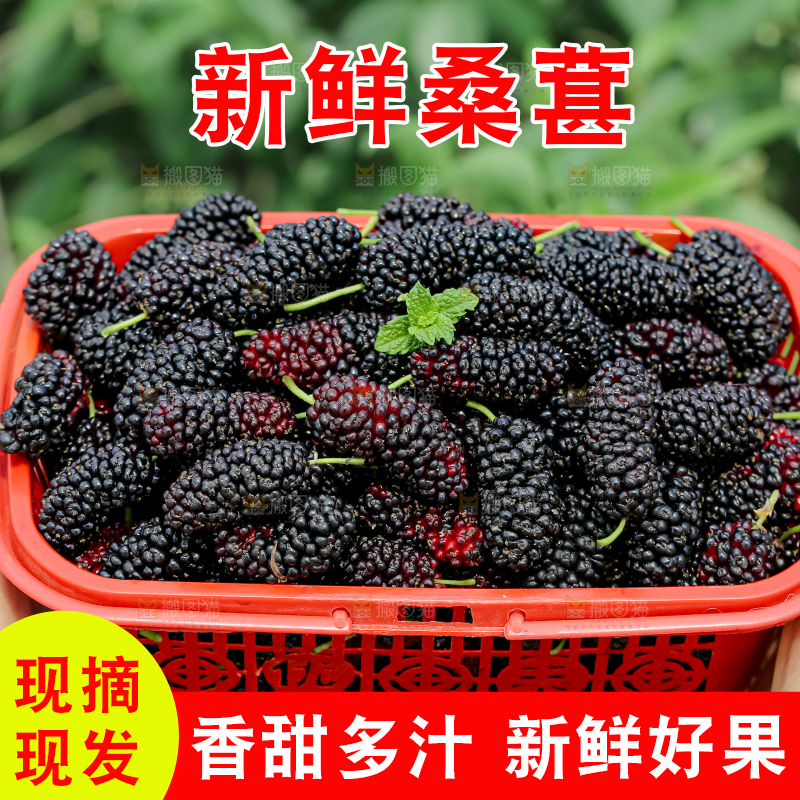 桑葚