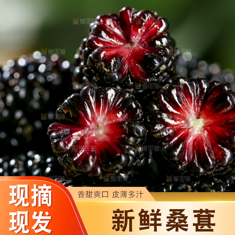 桑葚