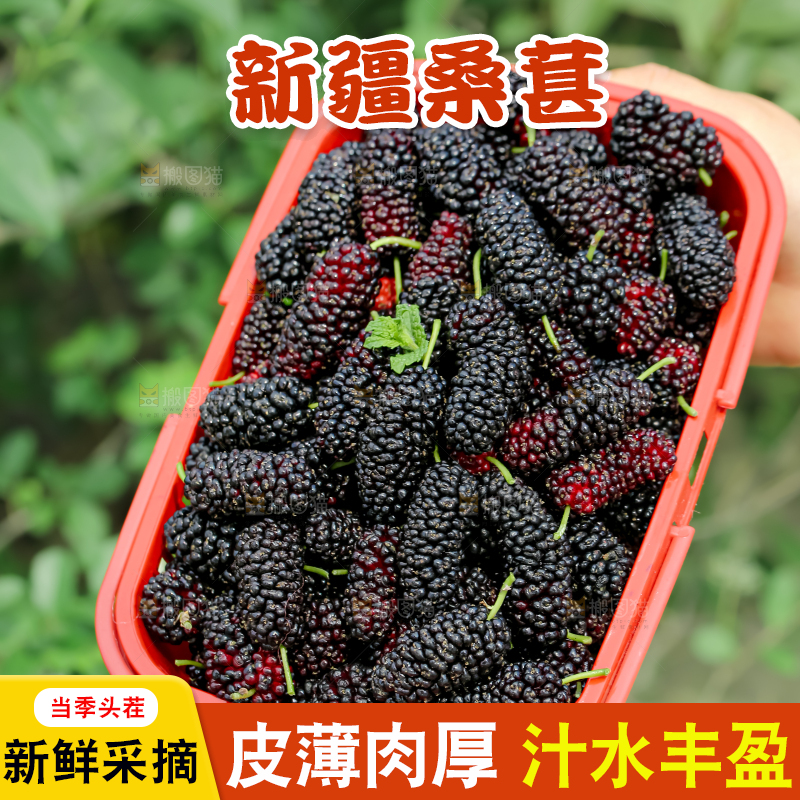 桑葚