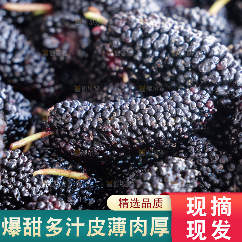 桑葚