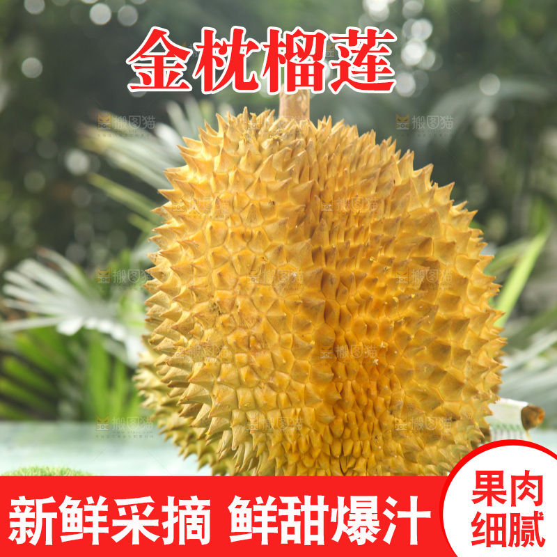 金枕榴莲