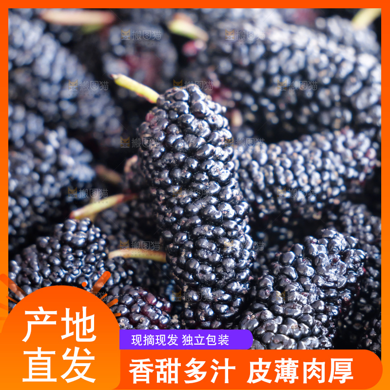 桑葚