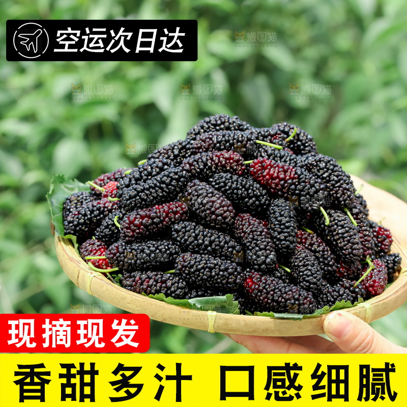 桑葚