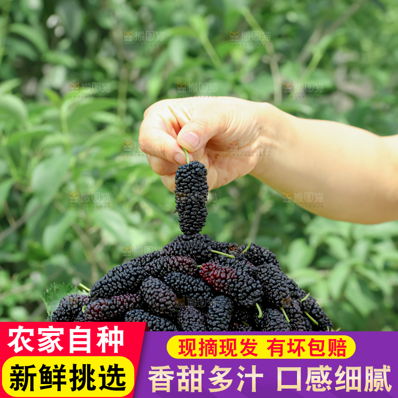 桑葚