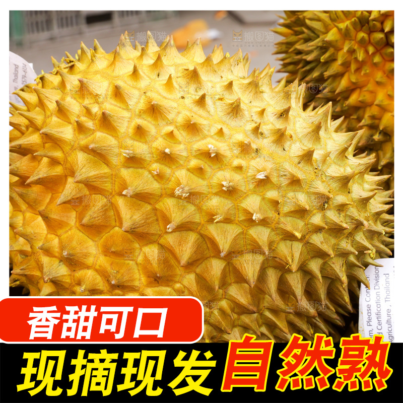 金枕榴莲