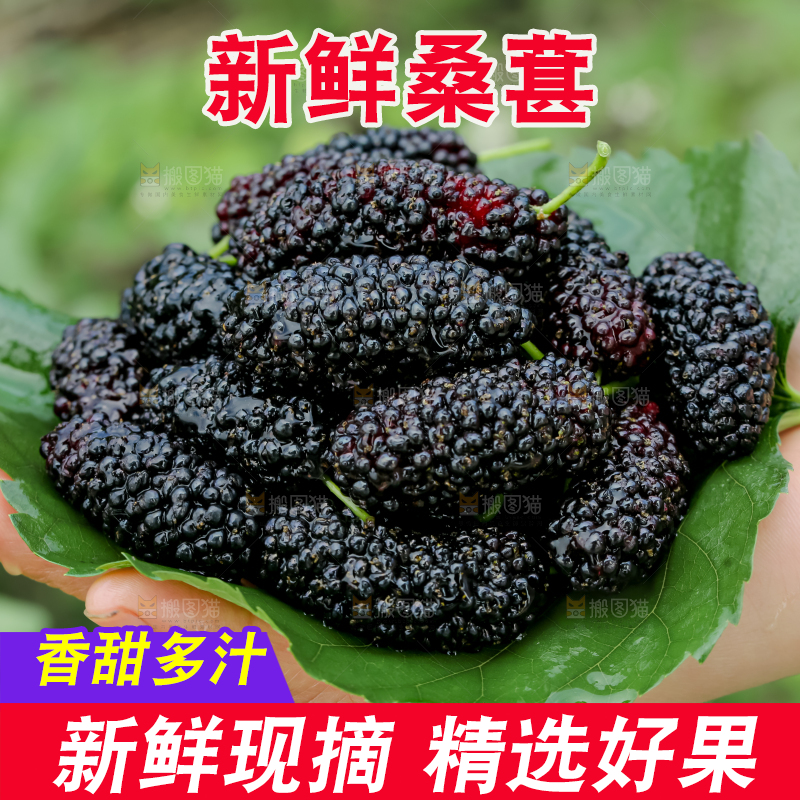 桑葚