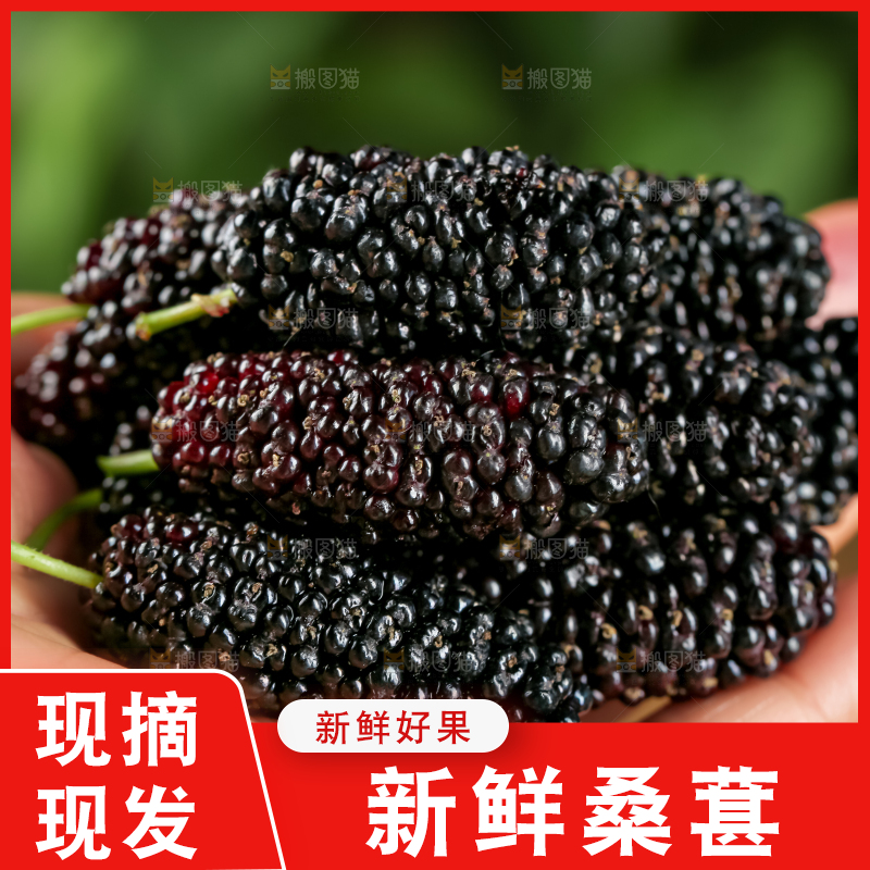 桑葚