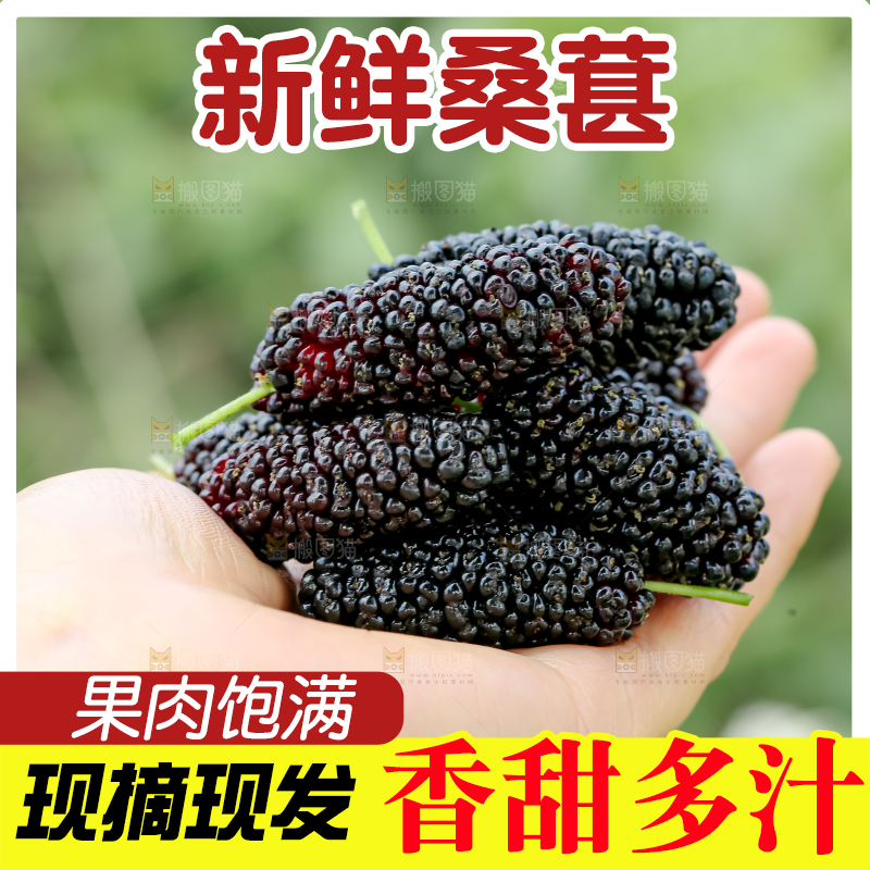 桑葚