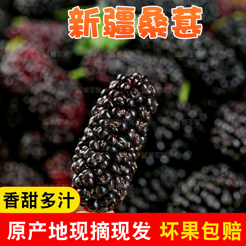 桑葚