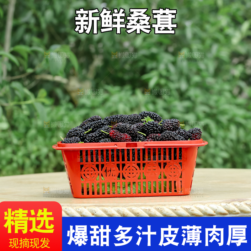 桑葚
