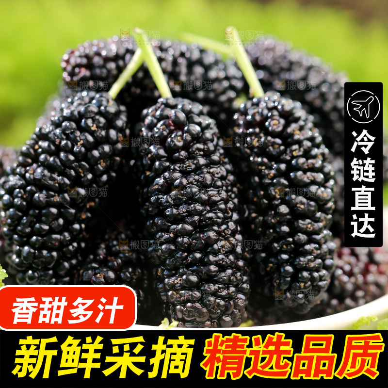 桑葚