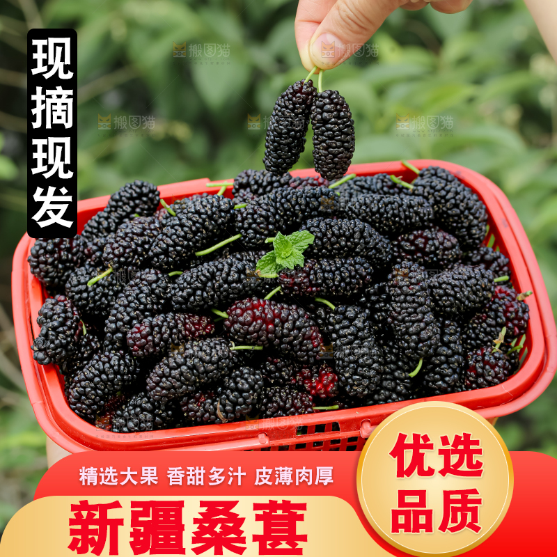 桑葚